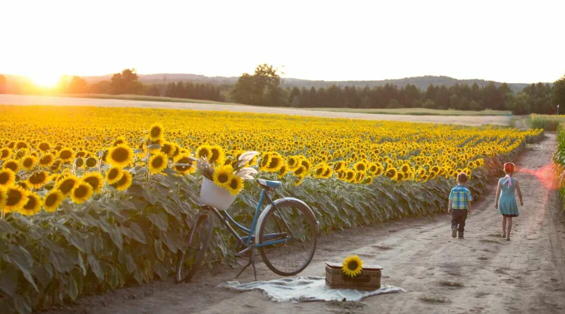 Sunflower Festival