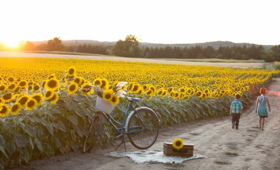 Sunflower Festival