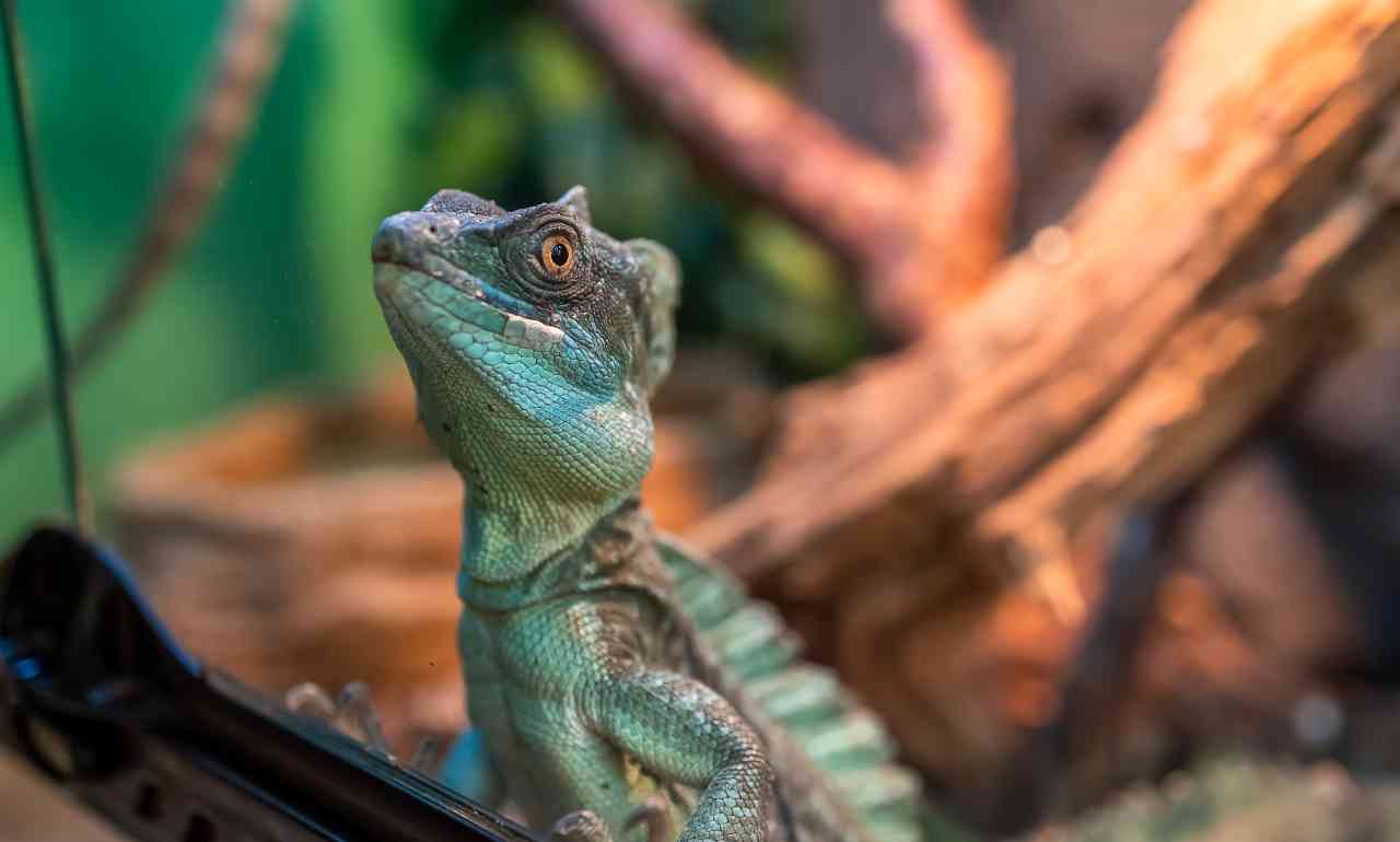 Reptile and Plant Expo 2024 Atash Events