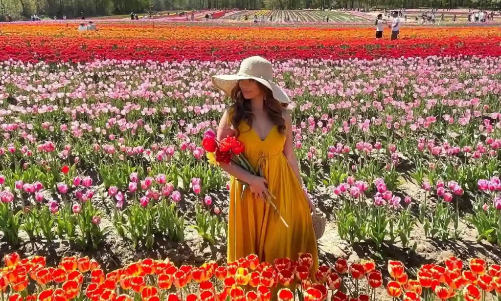 مزرعه JP Niagara Tulip