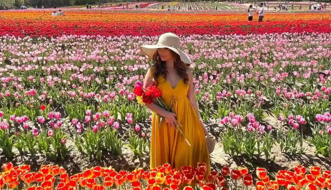 مزرعه JP Niagara Tulip