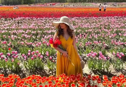 مزرعه JP Niagara Tulip