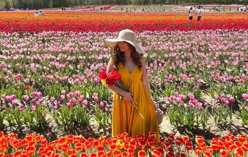 مزرعه JP Niagara Tulip