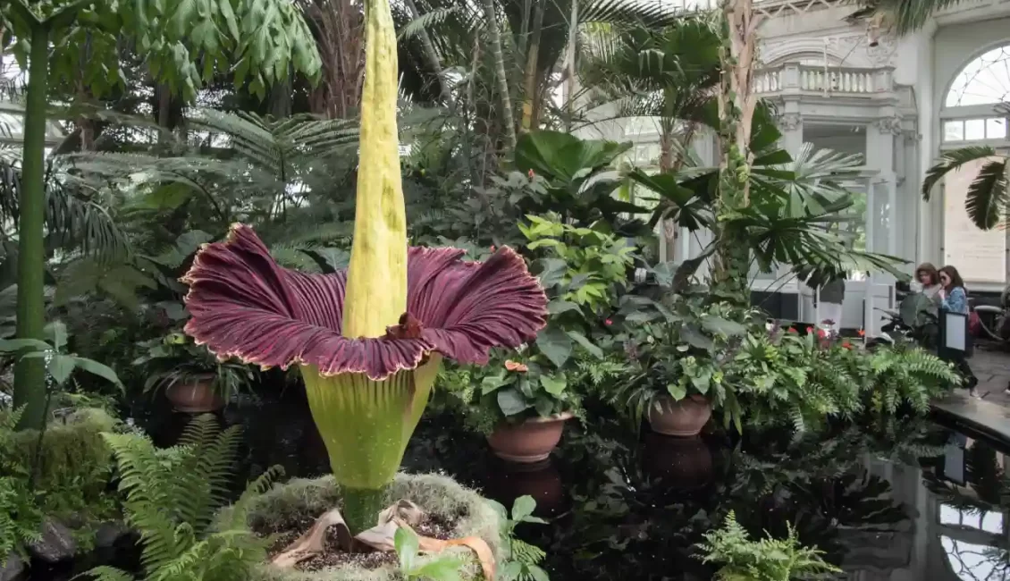 Corpse Lily