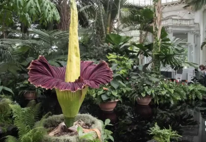 Corpse Lily
