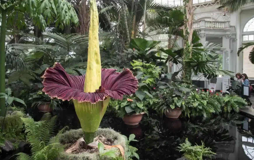 Corpse Lily