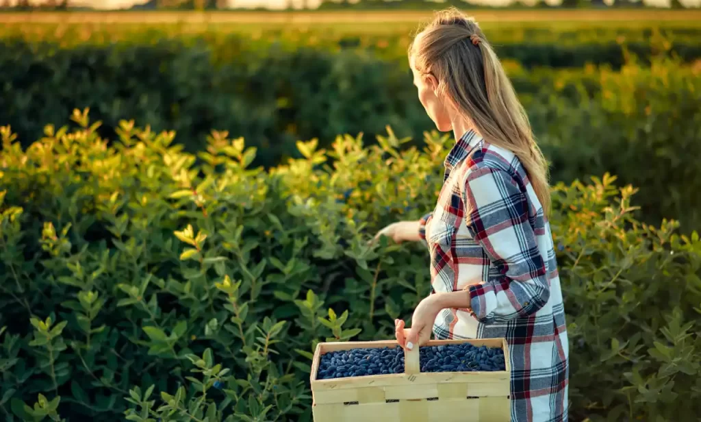 فرصتی کوتاه برای تجربه شیرین چیدن بلوبری؛ درهای مزرعه Wilmot Orchards انتاریو اواخر جولای به روی بازدیدکنندگان باز میشود